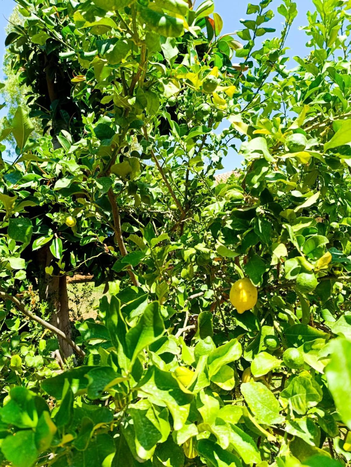 Willa Casa In Giardino A Pochi Passi Dal Mare Palermo Zewnętrze zdjęcie
